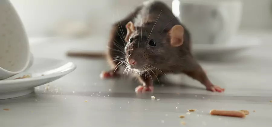 Attic Rat Exclusion Service in Bend