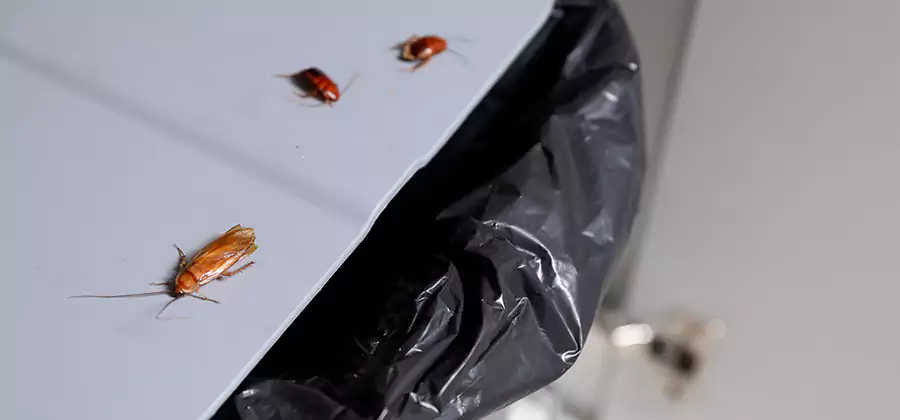 German Roach Pest Control in Bend