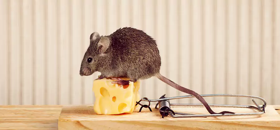 Commercial Rodent Exclusion Services in Bend
