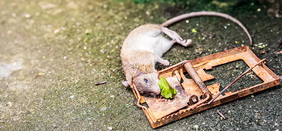 Rat Trapping in Bend