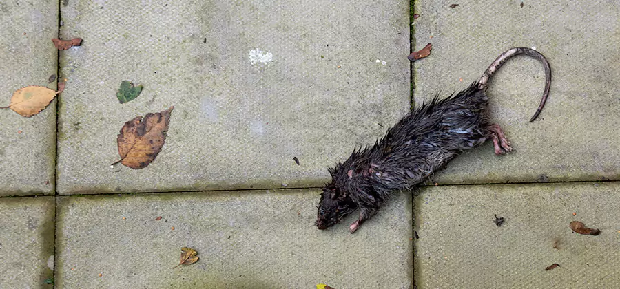 Rodent inspection service in Bend