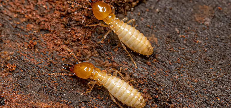 Sentricon Residential Termite Control in Bend