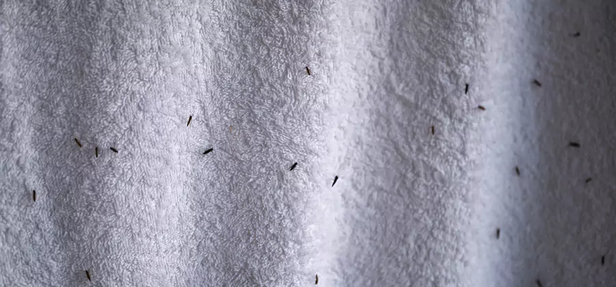 Small Black Ants in Bathroom Treatment in Bend