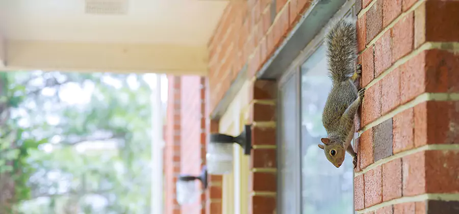 Squirrel Inside Walls Removal in Bend