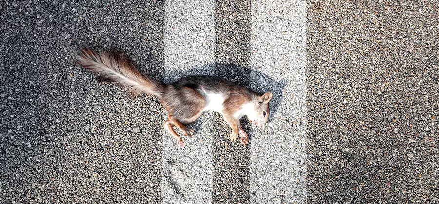 Dead Squirrel Removal in Bend