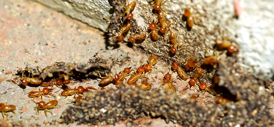 Wood Treatment and Localized Termite Solutions in Bend