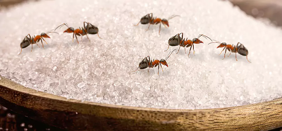 Indoor Sugar Ant Treatment in Bend