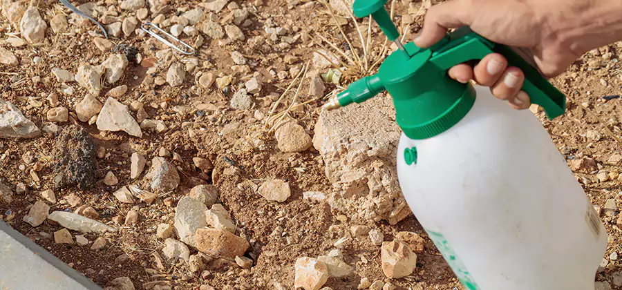 Heat Treatment Termite Cost in Bend