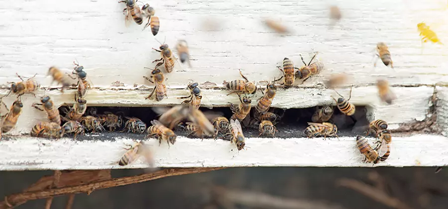 Residential Termite Fumigation in Bend
