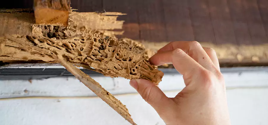 Pre-Purchase Termite Inspection in Bend