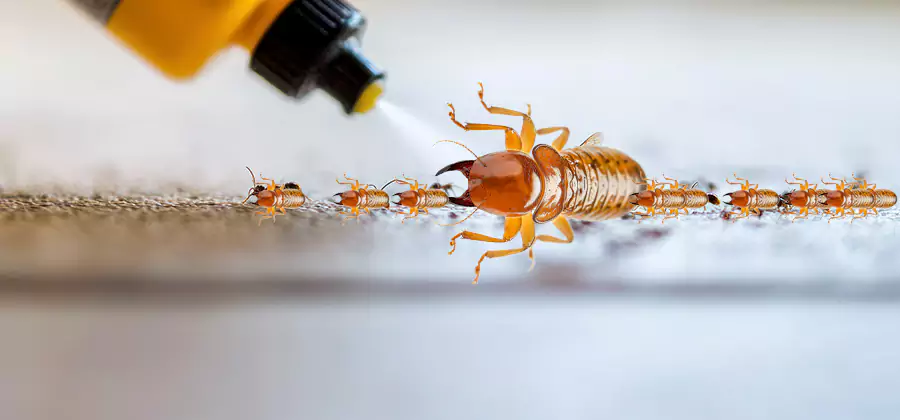 Foundation Termite Spraying Control in Bend