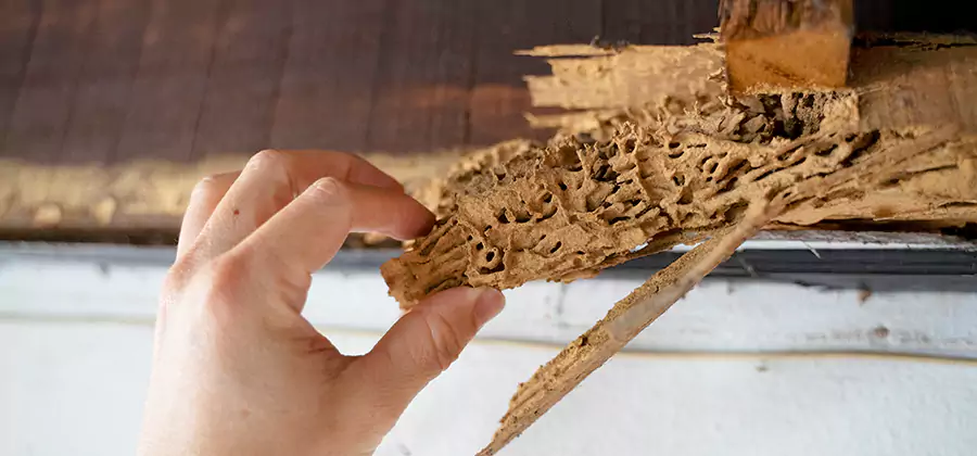Pre-Construction Termite Treatment in Bend