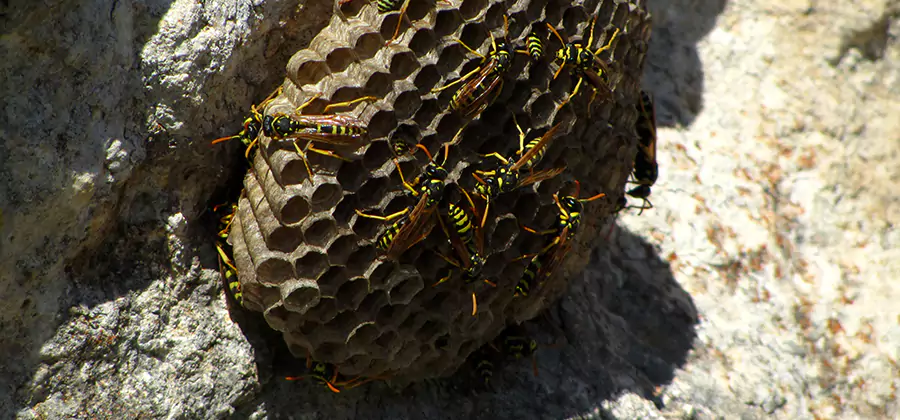 Wasp Nest in Tree Removal Bend