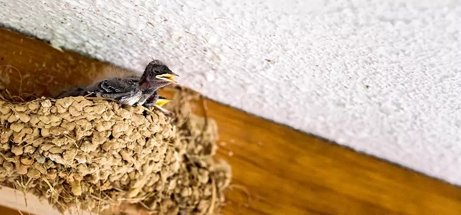 Bird Removal From House in Bend