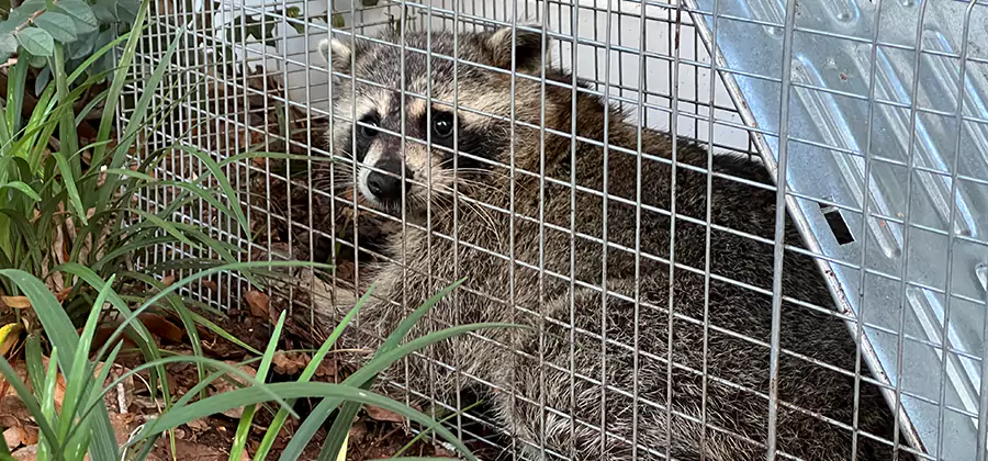 Wildlife Relocation Services in Bend