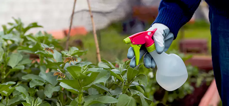 Yellow Jacket Pest Removal for Commercial Properties in Bend