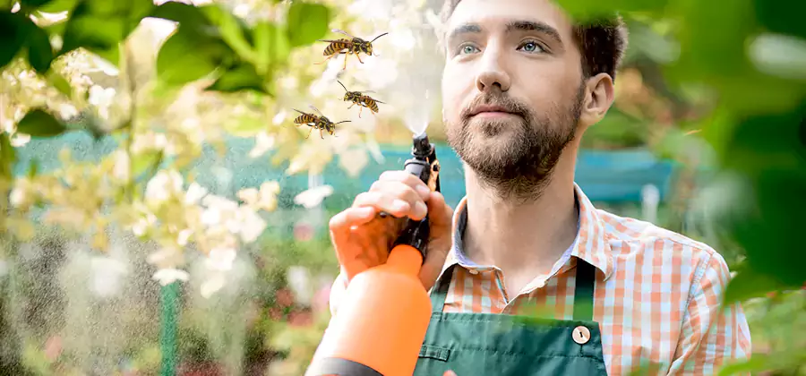 Yellow Jacket Wasp Removal in Bend
