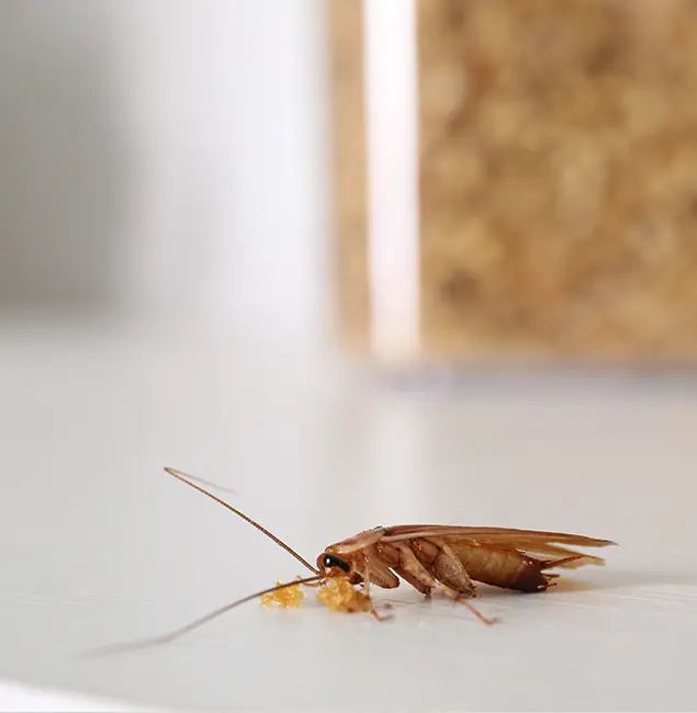 Why Bend Pest Control Pro Stands Out in Bend, OR?