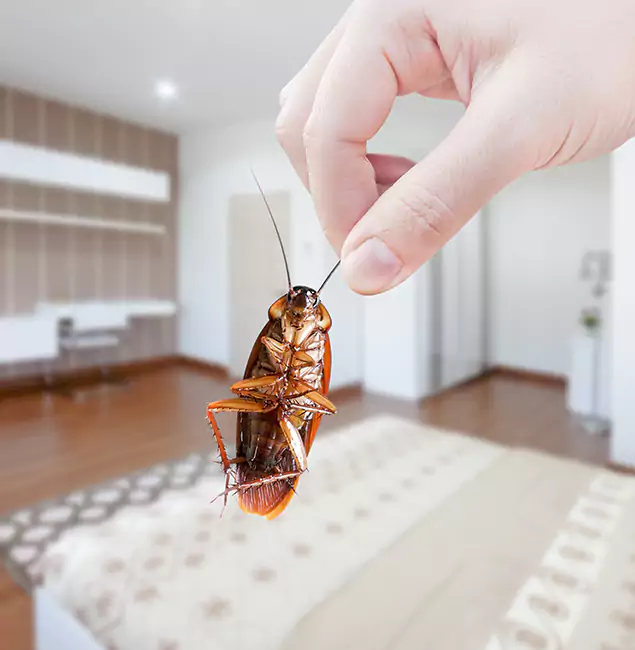 Why Bend Pest Control Pro Stand Out for Bed Bug Fumigation in Bend, OR?