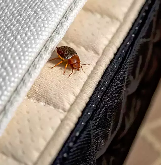 Why Choose Bend Pest Control Pro for Bed Bug Treatment at Home in Bend, OR?