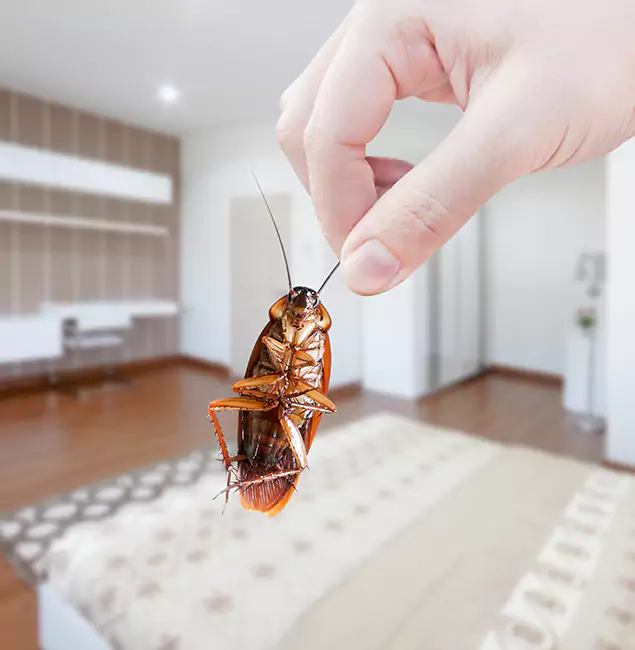 Why Bend Pest Control Pro Stand Out For Bed Bug Inspection in Bend, OR?
