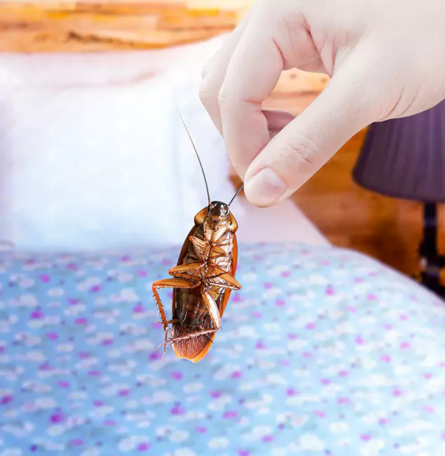 Why Choose Bend Pest Control Pro for Bed Bug Treatment in Bend, OR?