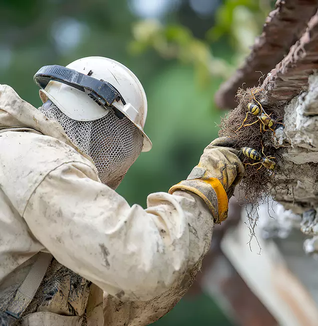 Why Bend Property Owners Choose Bend Pest Control Pro for Bee Exterminator?