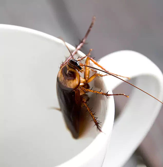 Why Bend, OR Residents Trust Bend Pest Control Pro for Cockroach Fumigation?