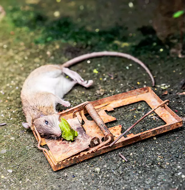 Why Bend, OR Homeowners Trust Bend Pest Control Pro for Rodent Removal?