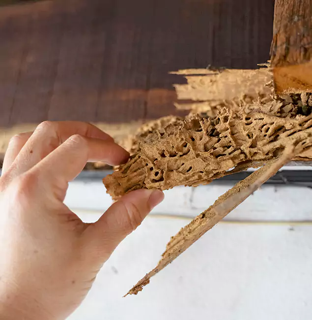 Why Choose Bend Pest Control Pro in Bend, OR?