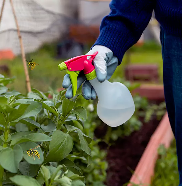 Why Bend Homeowners Choose Bend Pest Control Pro for Honey Bee Removal?