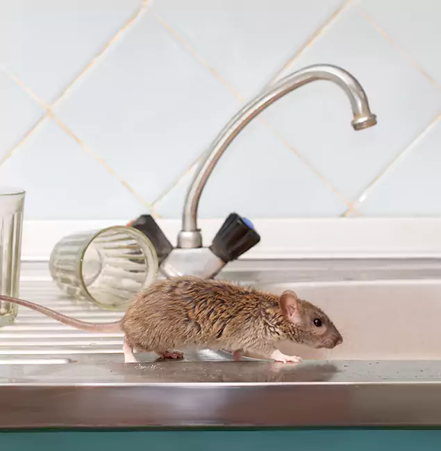 Why Bend, OR Trusts Bend Pest Control Pro for Humane Rodent Control?