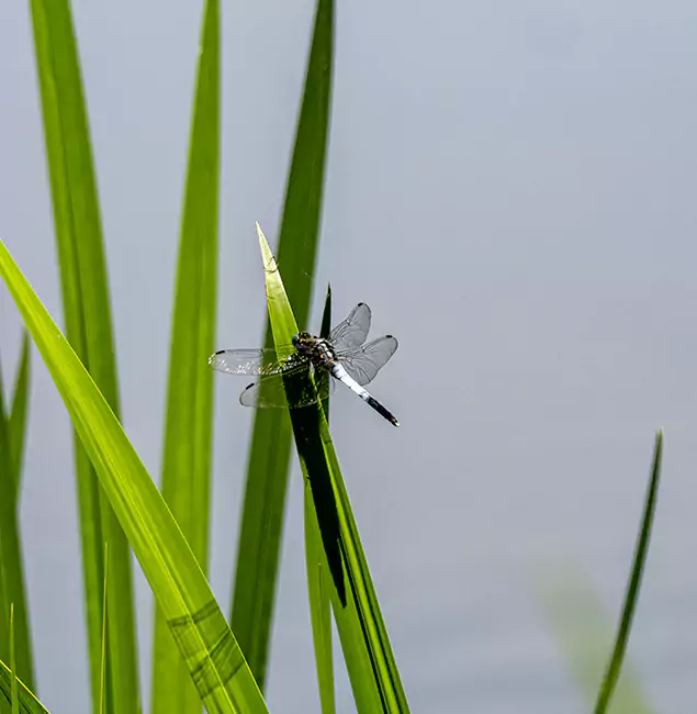 Why Bend Families Trust Bend Pest Control Pro for Mosquito Prevention?