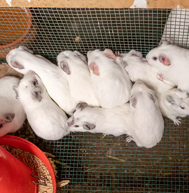 Why Bend Pest Control Pro Is the Trusted Choice in Bend, OR?