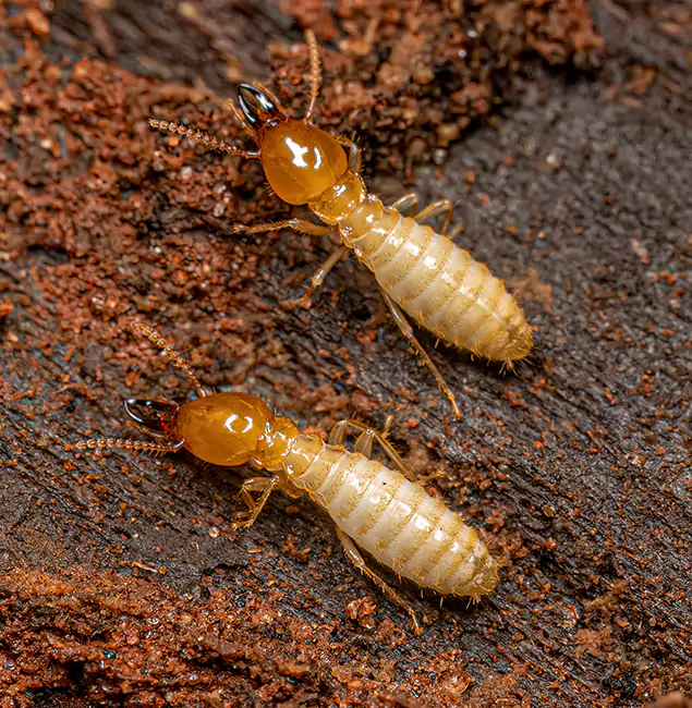 Why Choose Bend Pest Control Pro for Termite Treatment Without Tenting in Bend, OR?