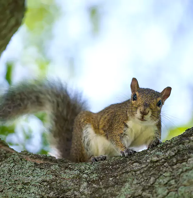 Why Bend, OR Relies on Bend Pest Control Pro for Squirrel Pest Control?
