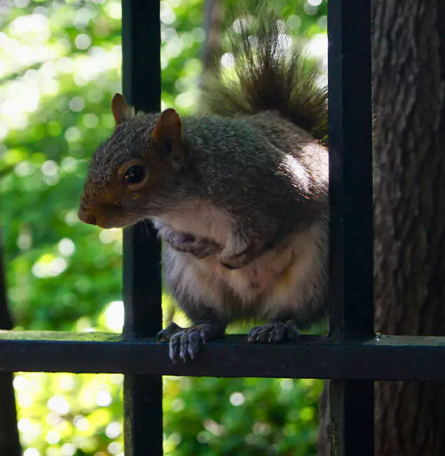 Why Bend, OR Chooses Bend Pest Control Pro for Squirrel Removal?