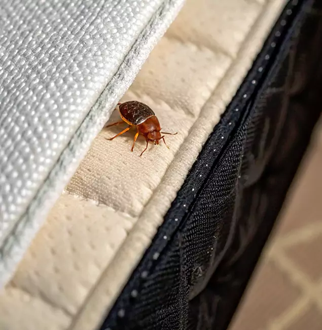 Why Bend Homeowners Trust Bend Pest Control Pro for Tick Treatment?