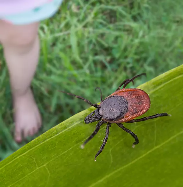 Why Bend Homeowners Choose Bend Pest Control Pro for Tick Extermination?