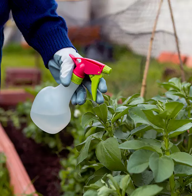 Why Bend Relies on Bend Pest Control Pro for Wasp Control Services?