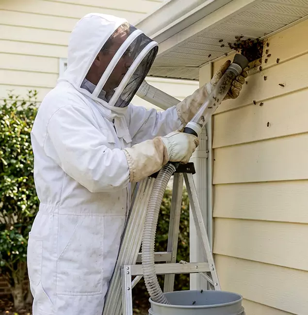 Why Bend Trusts Bend Pest Control Pro for Wasp Control?