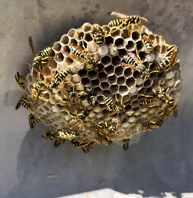 Why Bend Chooses Bend Pest Control Pro for Wasp Control Services?