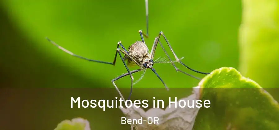 Mosquitoes in House Bend-OR