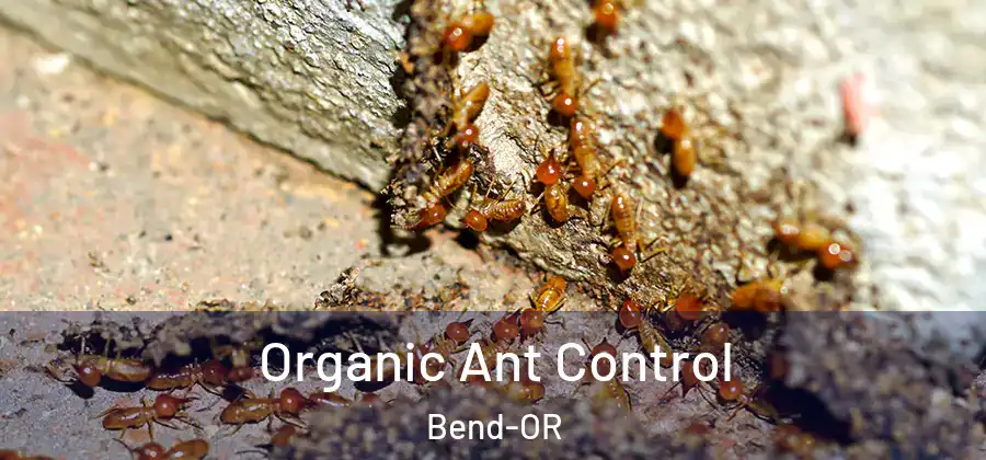  Organic Ant Control Bend-OR