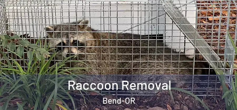  Raccoon Removal Bend-OR