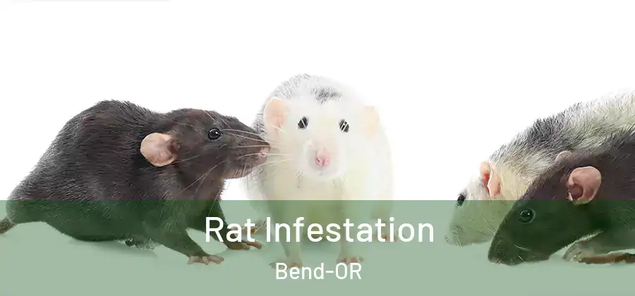 Rat Infestation Bend-OR