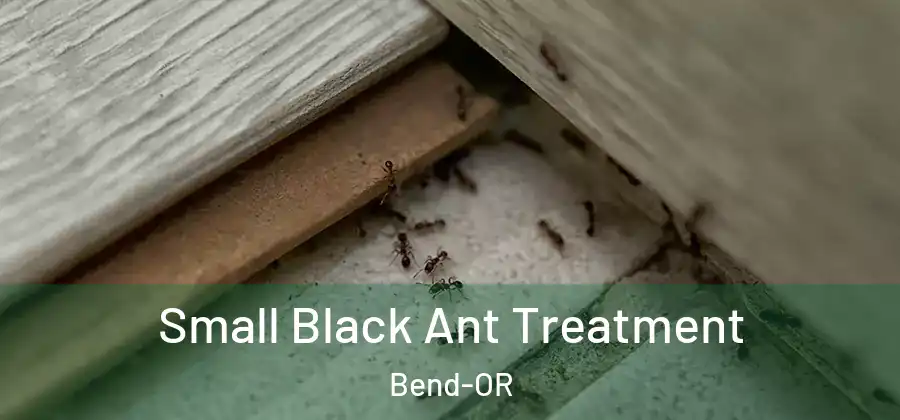  Small Black Ant Treatment Bend-OR