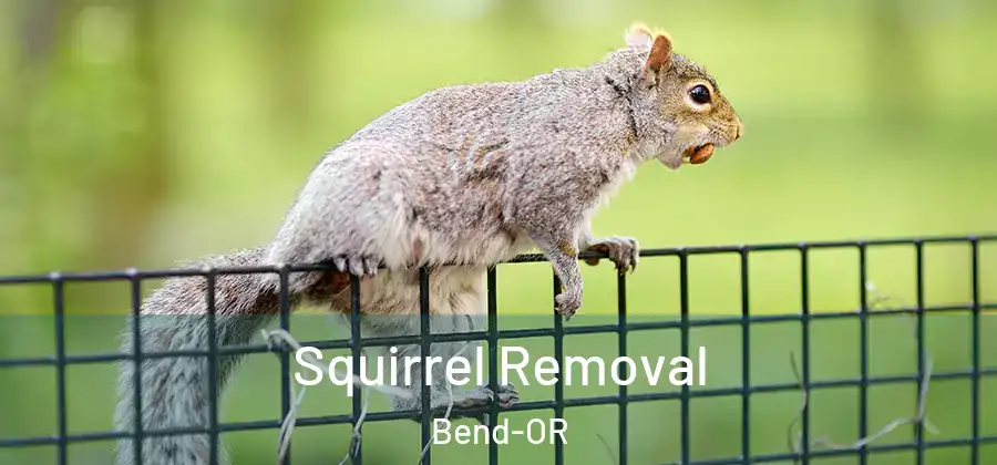  Squirrel Removal Bend-OR
